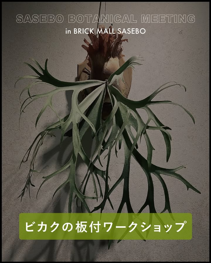 BRICK MALL SASEBOがSASEBO BOTANICAL MEETING vol.1 2025を開催、ビカクシダの販売と板付け体験が佐世保のボタニカル文化に波及