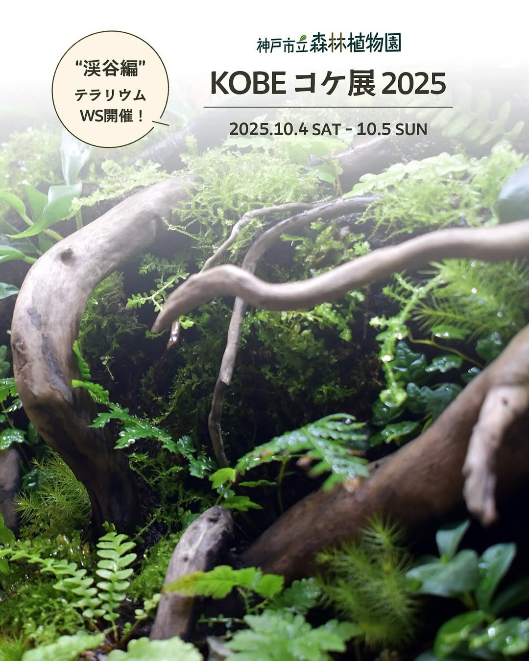 KOBEコケ展2025を神戸市立森林植物園で開催、コケ観察会と苔テラリウムWSを実施し秋の園内で学びと体験を提供