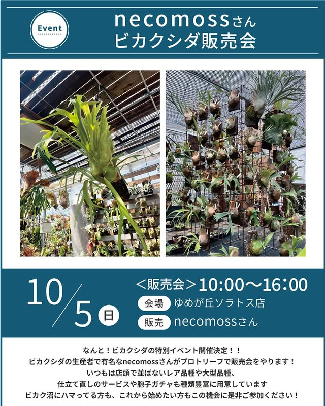 necomossがビカクシダ販売会を開催、プロトリーフゆめが丘ソラトス店で仕立て直しと胞子ガチャを実施