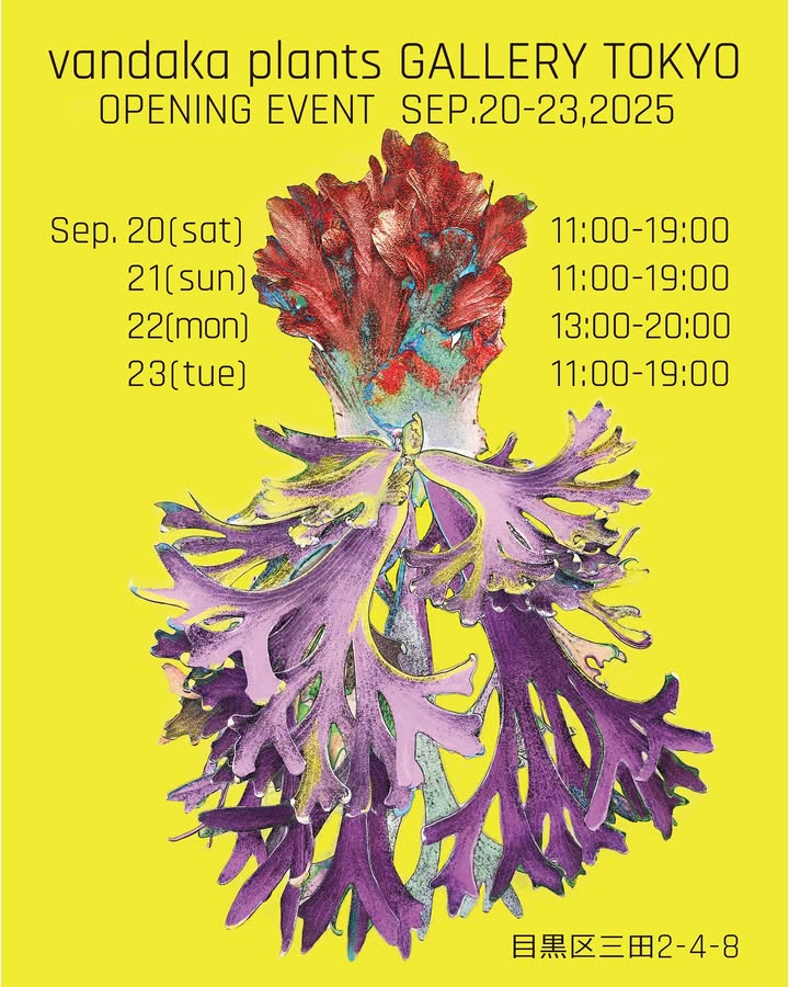 vandaka plants GALLERY TOKYOが移転オープン記念イベントを開催、ビカクシダ全品10%OFFや特典が恵比寿に