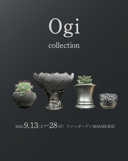 OgiがOgi collection 2025を実施、GILAシリーズを愛媛のファンガーデンMASAKI本店で店頭展示販売