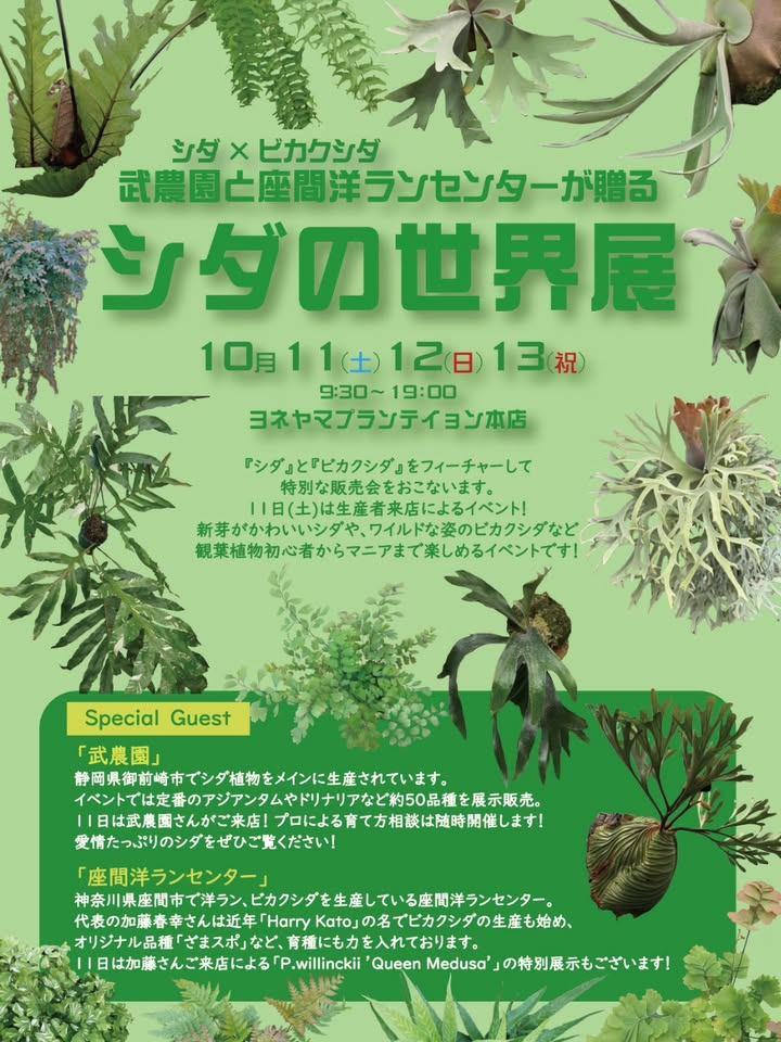 武農園と座間洋ランセンターがシダの世界展を開催、横浜本店で特別販売とP.willinckii展示が話題に