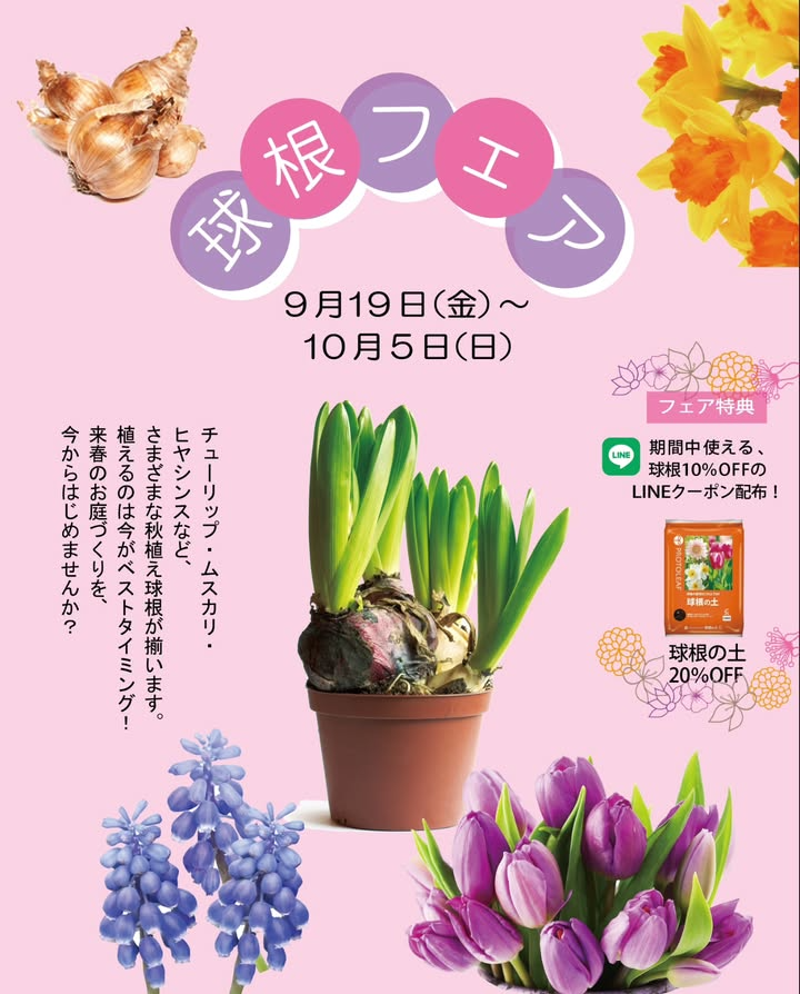プロトリーフ二子玉川本店が球根フェア2025を開催、玉川高島屋S.C本館屋上でLINEクーポン配布