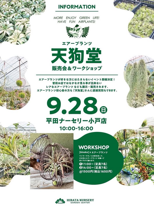 エアープランツ天狗堂が販売会とワークショップを開催、平田ナーセリー福岡西区小戸店でレア株と制作体験が集まる