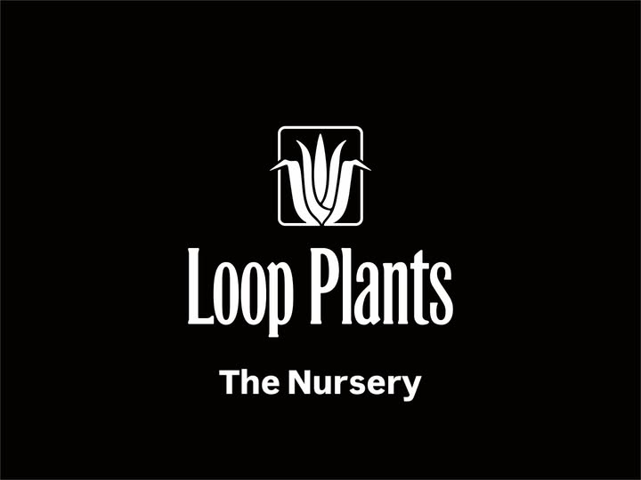 Loop PlantsがThe Nurseryを10月5日に開催、オテロイ実生株を商談形式で販売する年内最後の店舗イベント