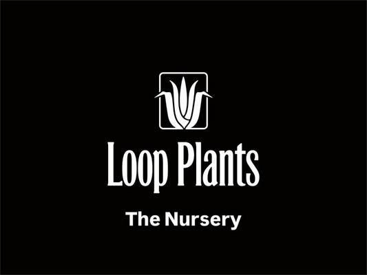 Loop PlantsがThe Nurseryを10月5日に開催、オテロイ実生株を商談形式で販売する年内最後の店舗イベント