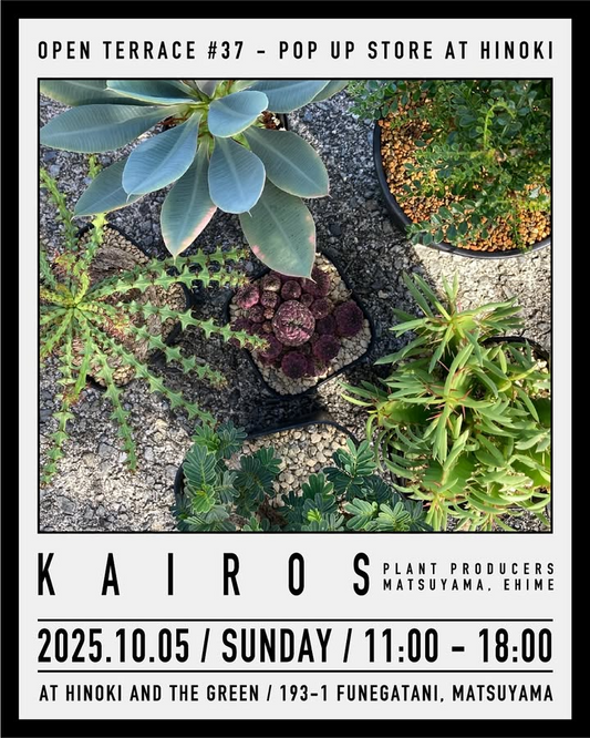 HINOKI and the greenがOPEN TERRACE #37を10月5日に開催、KAIROSによる冬型塊根植物の展示販売を実施