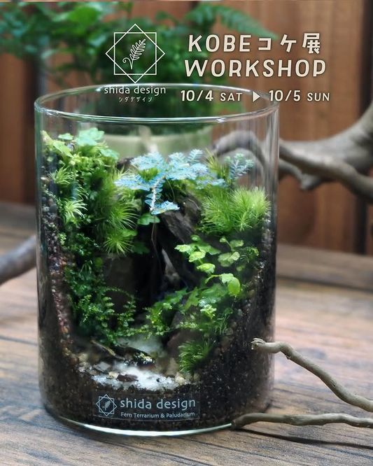 KOBEコケ展 WORKSHOPが渓谷編を実施、神戸市立森林植物園で苔テラリウム制作体験が愛好家の注目を集める