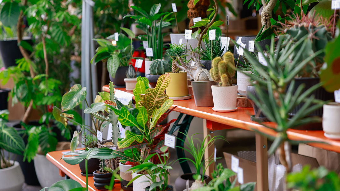 麻布台ヒルズがGreen Thumb Market2025を実施、都心の中央広場に厳選グリーンショップが集結し来場者の関心を集める