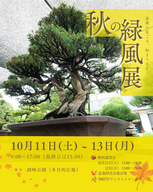 岡盆が秋の緑風展を開催、岡崎公園多目的広場で盆栽展示と即売会が来場者の関心を集める