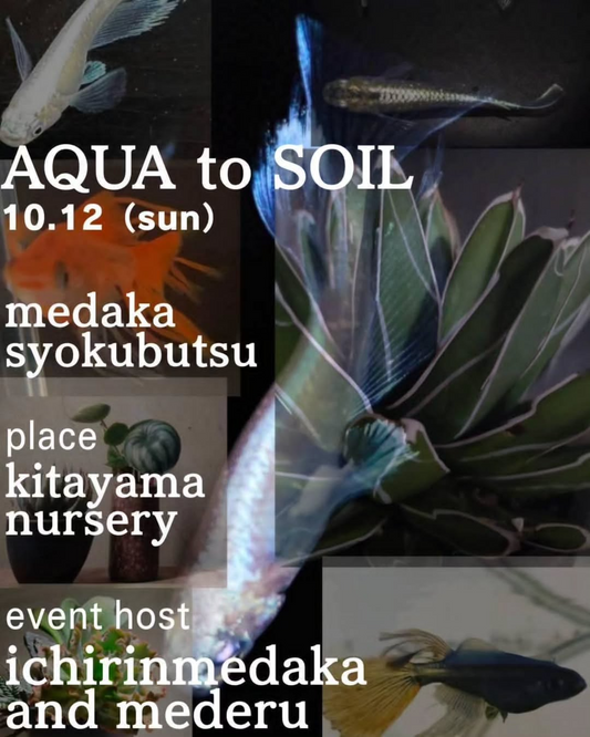北山ナーセリー本店がAQUA to SOILを開催、メダカと多肉やビザールプランツの販売会が富山で注目
