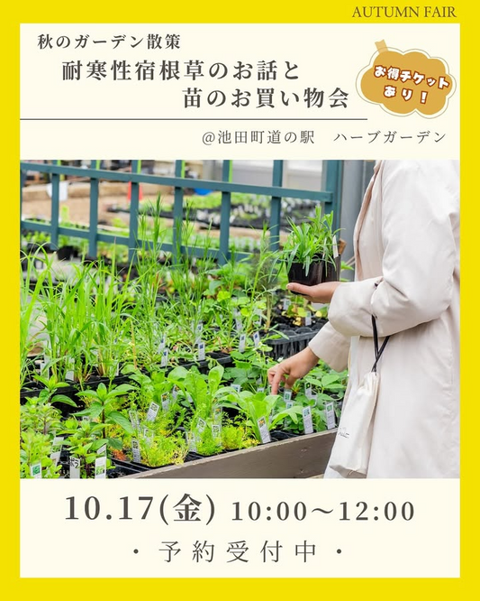 ナチュラルマルシェソヨソヨが秋のガーデン散策を開催、耐寒性宿根草の学びと苗購入が地域の園芸実践に直結