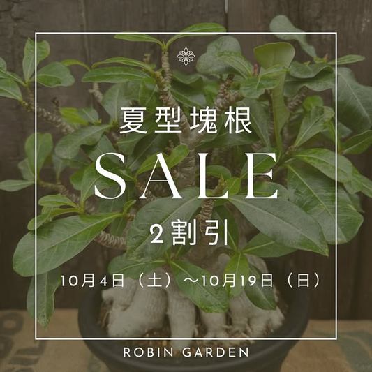 ロビンガーデンが夏型塊根SALEを開催、京都長岡京で20％OFFの店頭販売が愛好家の注目を集める