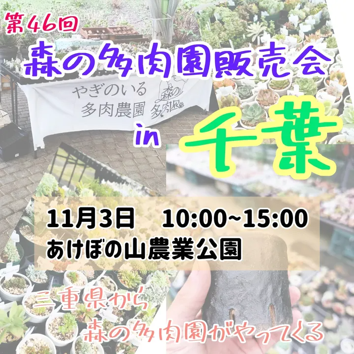 森の多肉園が千葉で単独販売会を開催、第46回森の多肉園販売会in千葉が多彩な綴化株やエケベリアで注目を集める
