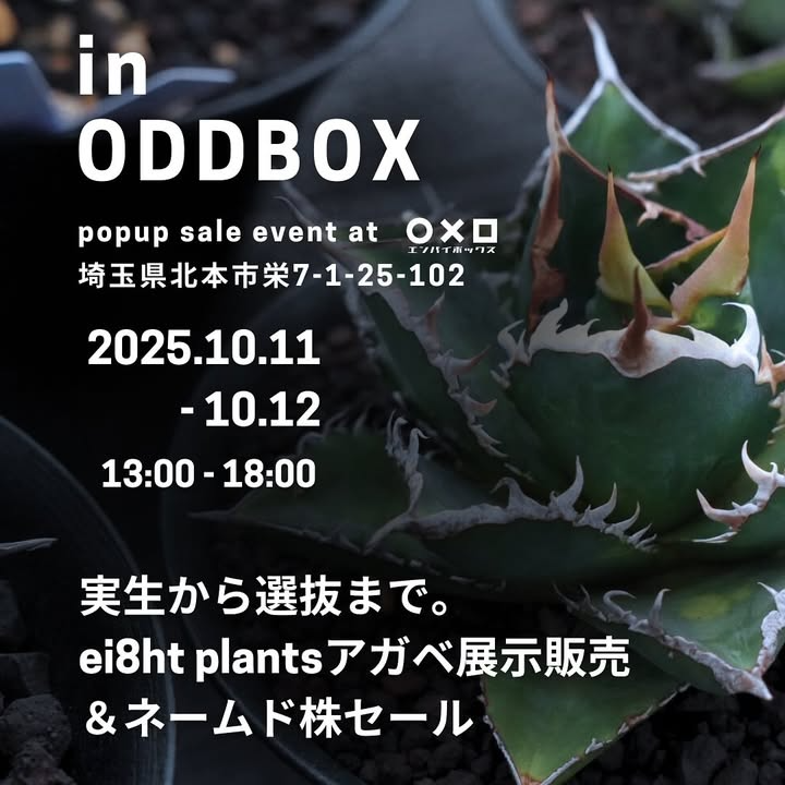 in ODDBOX 2025をエンバイボックスで開催、実生株と選抜ナンバリング株の販売が植物愛好家の関心を集める