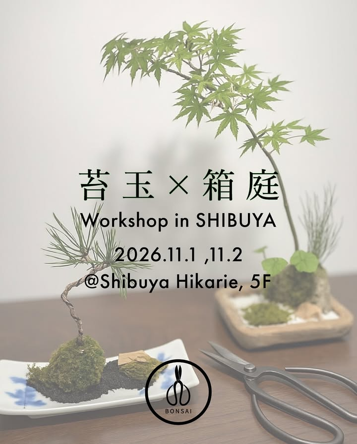 渋谷ヒカリエShinQsが苔玉×箱庭ワークショップを開催、少人数レッスンで制作と管理を学べ都心で自然体験が参加者の関心を集める