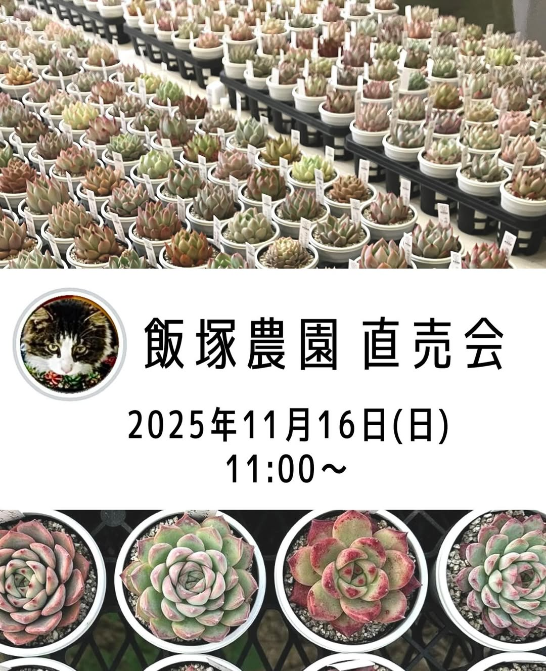飯塚農園が出張販売会を開催、AtelierStemで多肉とエケベリアが集まり愛好家の関心を集める