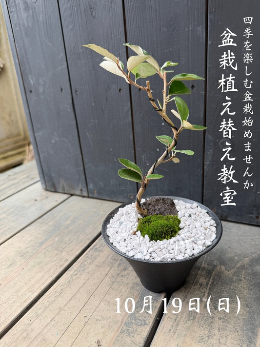 ゆくはし植物園が盆栽植え替え教室2025を開催、10月19日に行橋市で苗木選びから育て方まで学べる少人数制講座