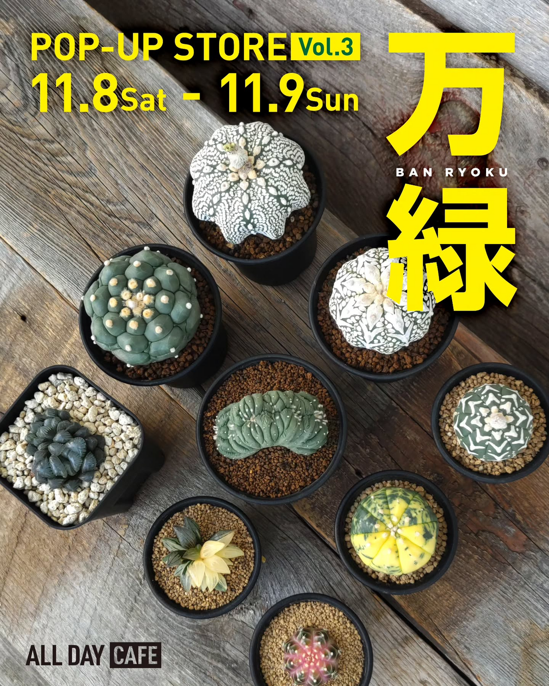 万緑POP-UPSTOREVOL.3が2025年に開催、ALLDAYCAFEで兜を中心に小型植物が注目を集める