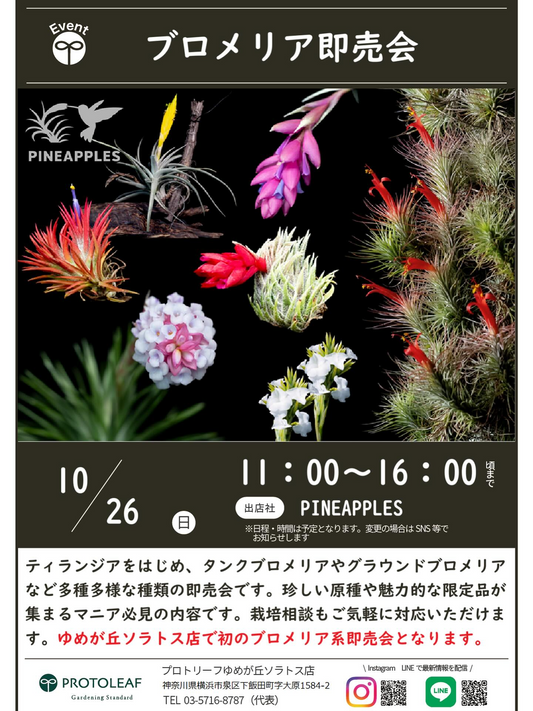 プロトリーフゆめが丘ソラトス店がブロメリア即売会を開催、PINEAPPLESの出店で希少株販売が横浜で注目を集める2025