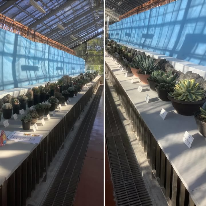 広島市植物公園がサボテン多肉植物展を開催、展示は連日実施で土日祝は臨時売店が来園者の購買体験を広げる