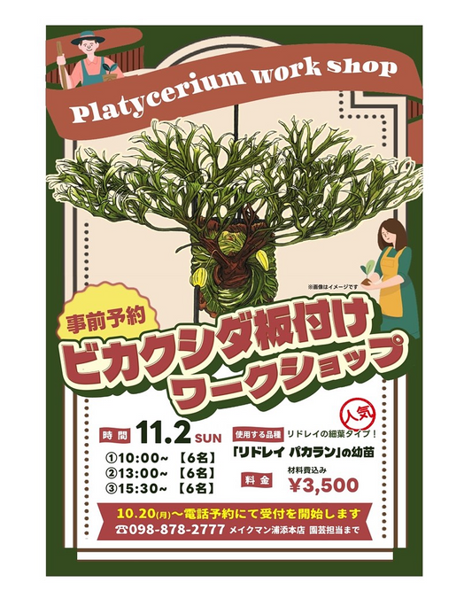 メイクマン浦添本店がビカクシダ板付けワークショップを開催、リドレイパカラン幼苗で実技を学ぶ体験会が植物愛好家の関心を集める
