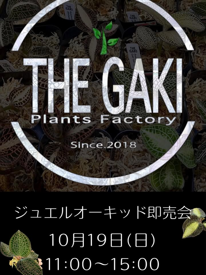 THEGAKIPlantsFactoryが即売会を開催、ジュエルオーキッドが2025年にネイチャーズ北名古屋店に集結 - リーフラ編集部