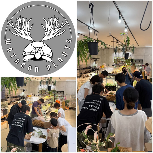 ナカムラ薬局がビカクシダ板付ワークショップ秋場所を開催、少人数制で希少株を体験でき植物愛好家の関心を集める