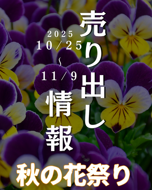 OCgardenが秋の花祭り2025を開催、パンジー・ビオラ大量入荷と秋限定カフェが新潟の園芸需要に応える