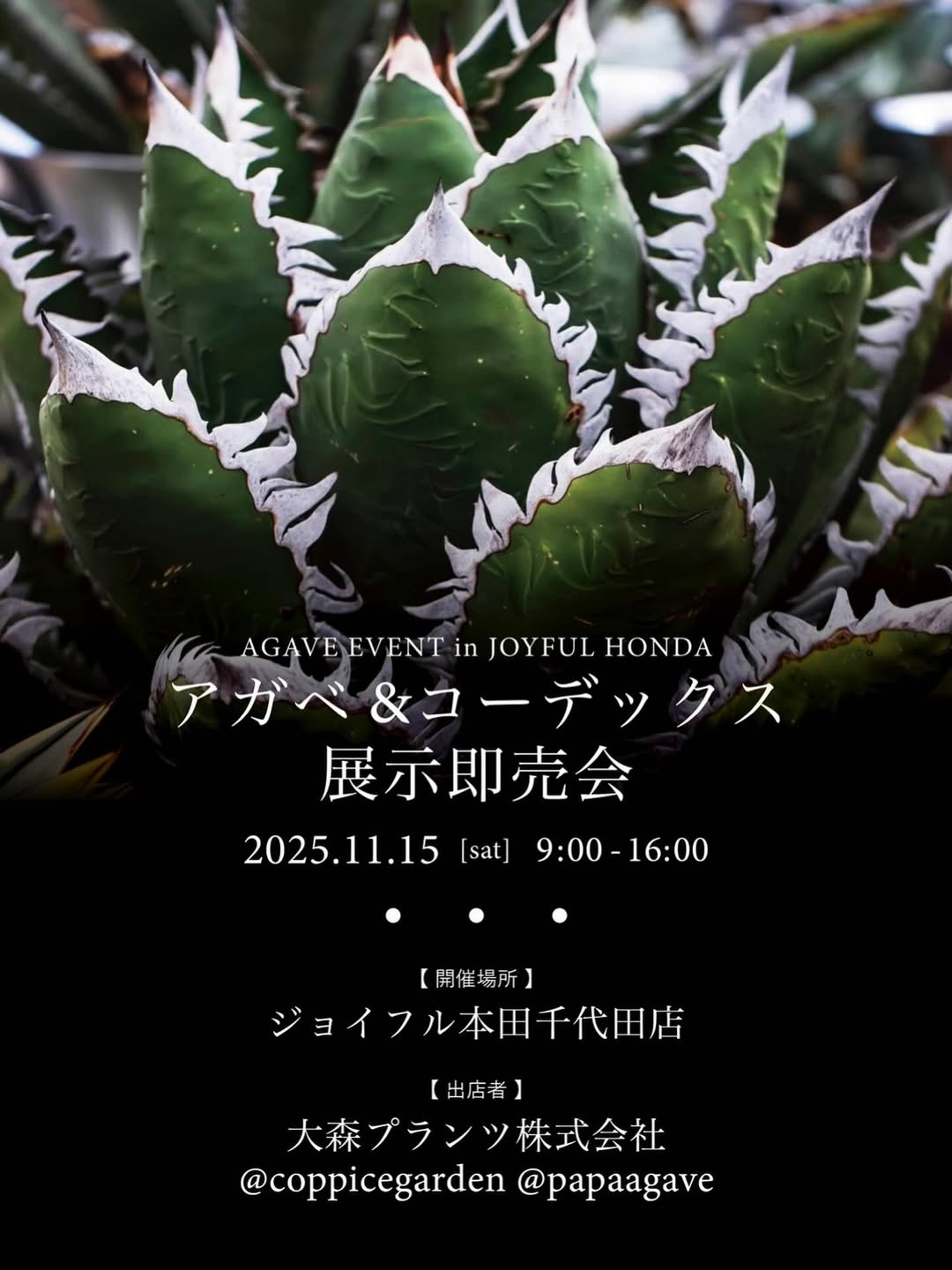 大森プランツ株式会社がAGAVE EVENT in JOYFUL HONDA 2025を開催、ジョイフル本田千代田店でアガベとコーデックスの即売が注目