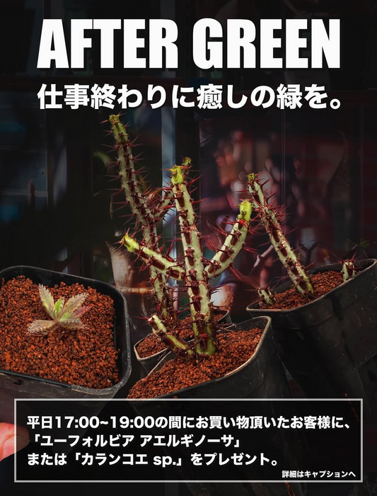 塊根リーダーズがAFTER GREENを開催、平日夕方の購入特典でユーフォルビア進呈が来店動機に