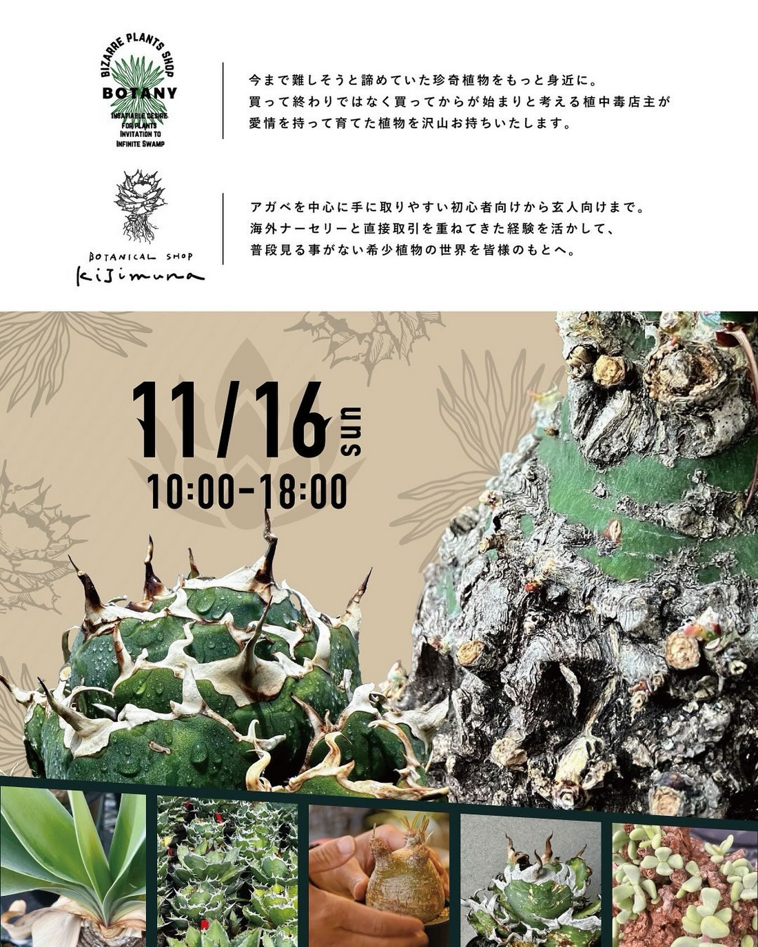 KiJimunaが販売イベントを開催、丸十家具でビザールプランツを2025年11月16日に提供