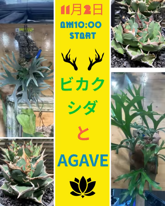 ガーランド フレスタ東山本店がビカクシダとアガベの初コラボを開催「ビカクシダとアガベ」、くじと育成株ガチャで広島の愛好家の関心を集める