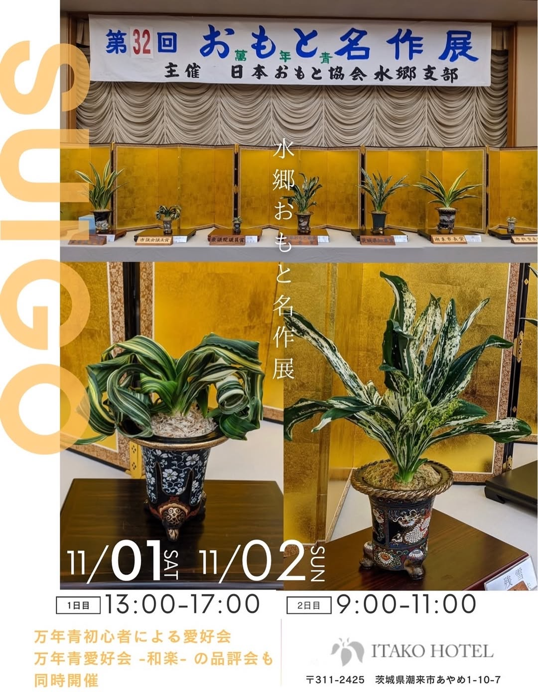 春光園が審査参加の水郷おもと名作展2025を潮来ホテルで開催、万年青の品評会を一般公開で実施