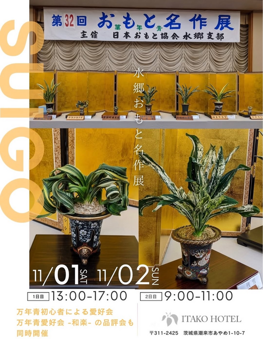 春光園が審査参加の水郷おもと名作展2025を潮来ホテルで開催、万年青の品評会を一般公開で実施