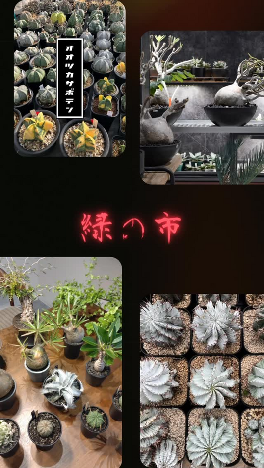緑の市がleaf+敷地内で開催、植物と飲食の出店が集い11月9日10時開始で雨天決行の地域マーケット