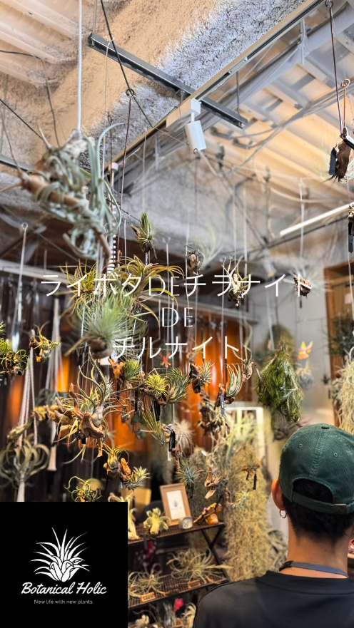 ライボタが年末交流イベントを開催、ライボタdeチラナイトdeチルナイト2025でTillandsia展示販売と交換会が横浜に集う