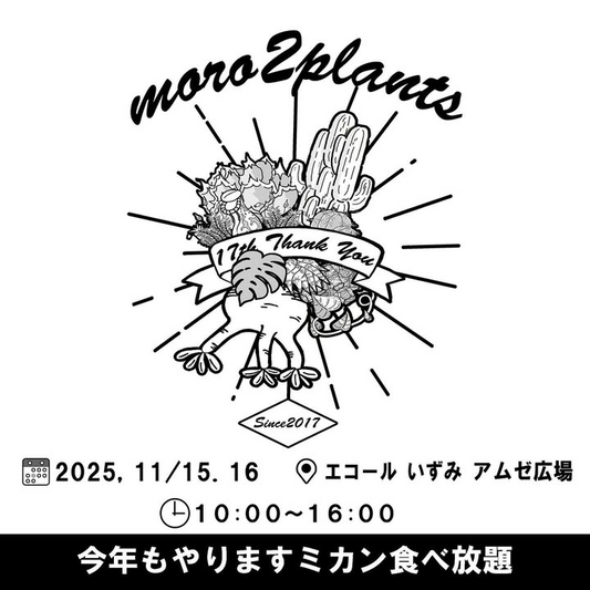 moro2plantsが南大阪でサボテンと多肉の即売を開催、エコールいずみのアムゼ広場に40店舗以上が集結