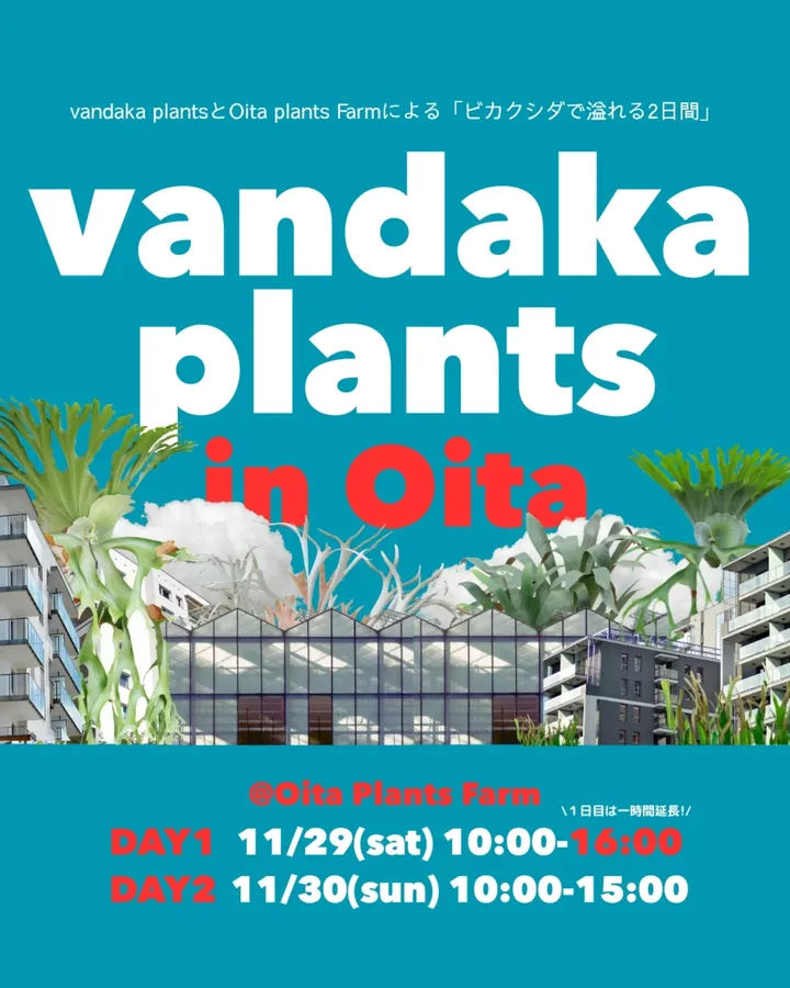 vandaka plantsが大分で販売会を開催、Oita Flower Farmで11月末にビカクシダ愛好家の来場関心を集める