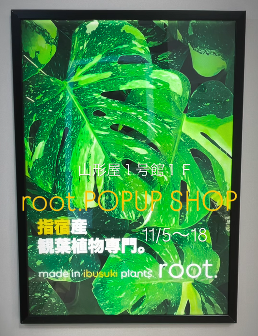 rootが山形屋でPOPUPSHOPを開催、指宿の観葉植物を2週間展開し小型鉢物も多数用意し来場者の暮らし提案に寄与
