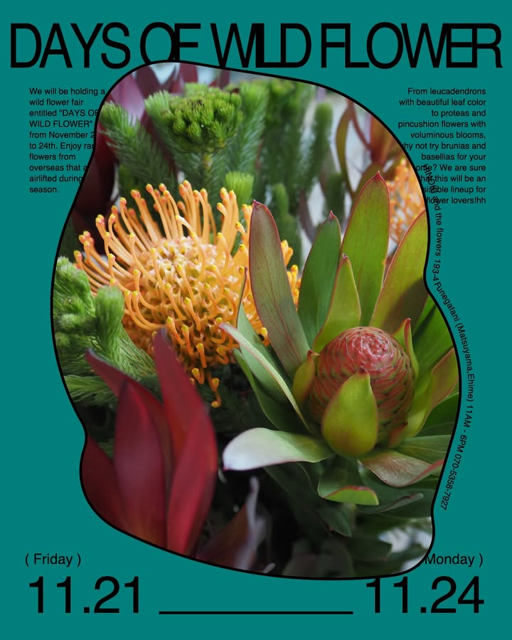 HINOKIandtheflowersがDAYSOFWLDFLOWERを開催、空輸入荷のワイルドフラワーが松山市で4日間提供