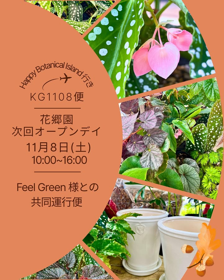 花郷園が花郷園オープンデイを開催、木立性と根茎性のベゴニアが府中市で単日展示販売に