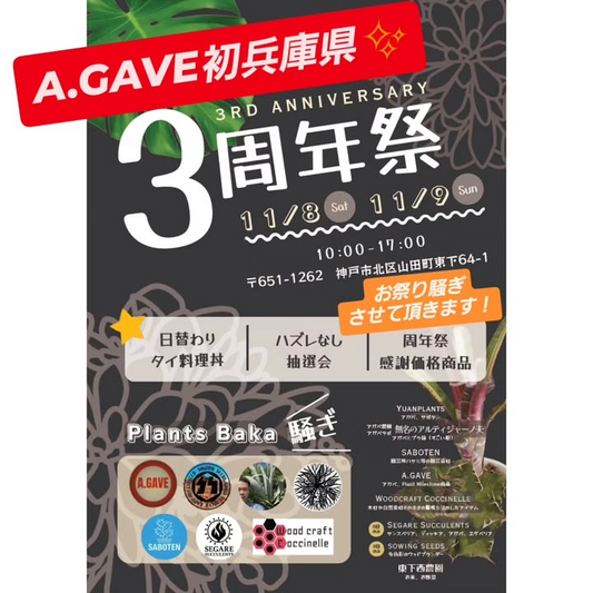A.GAVEが兵庫で3RD ANNIVERSARY 3周年祭を開催、Plants Bakaでアガベとパキポ販売が神戸の植物愛好家の関心に