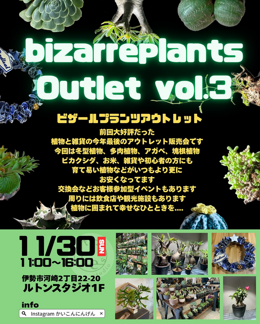 ビザールプランツアウトレットvol.3 2025がルトンスタジオでアウトレット販売会を開催、伊勢市河崎で冬型植物と雑貨のマーケットが植物愛好家の注目を集める