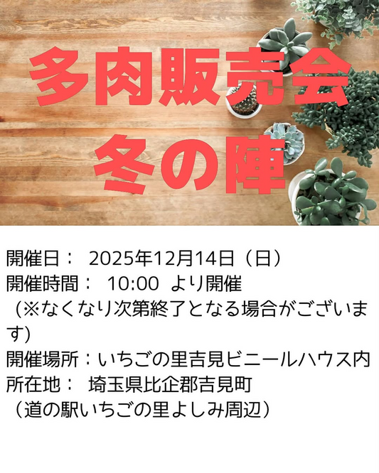 多肉植物販売会冬の陣2025が埼玉県いちごの里吉見ビニールハウスで開催、多肉植物ファンの冬の楽しみに