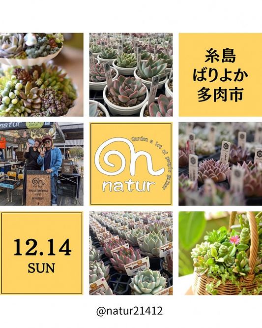 plants funshop naturが第6回糸島ばりよか多肉市2025に出店、多肉植物苗と寄せ植え販売が福岡の愛好家の注目を集める
