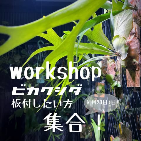 ゆくはし植物園がビカクシダ板付workshopを開催、福岡県行橋市でインテリアグリーンとして人気のコウモリラン体験が園芸ファンの関心を集める
