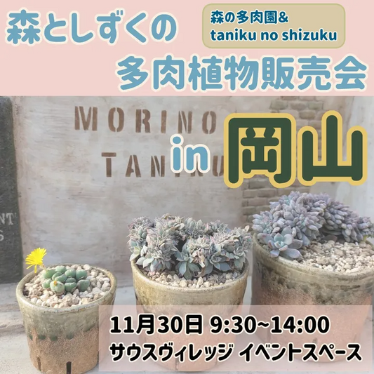 森の多肉園が森としずくの多肉植物販売会in岡山2025を開催し綴化やアエオニウムと陶器鉢の合同販売が岡山の多肉植物ファンの関心を集める