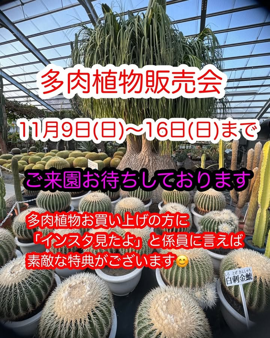 白峯園が夜越山森林公園で多肉植物販売会を開催し東北の植物愛好家の来園機会を広げる