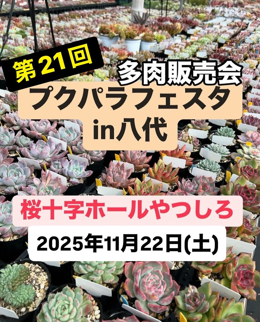 第21回プクパラフェスタin八代多肉販売会2025が桜十字ホールやつしろで開催、多肉植物とリメ鉢や木工作品の販売がガーデニング愛好家の注目を集める